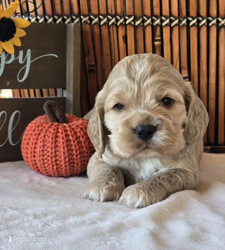 Palmer – Cocker Spaniel puppy for sale in Rock Valley, IA