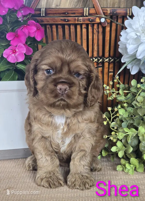 Shea – Cocker Spaniel puppy for sale in Rock Valley, IA