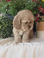Cami, a female Cocker Spaniel for sale in Rock Valley, IA – 3 of 3