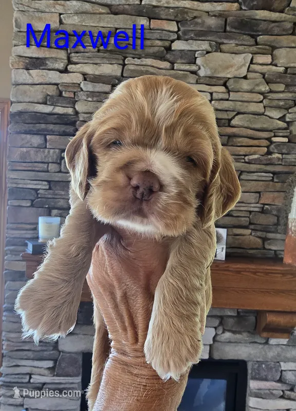 Maxwell – Cocker Spaniel puppy for sale in Rock Valley, IA
