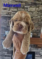 Maxwell, a male Cocker Spaniel for sale in Rock Valley, IA – 1 of 3