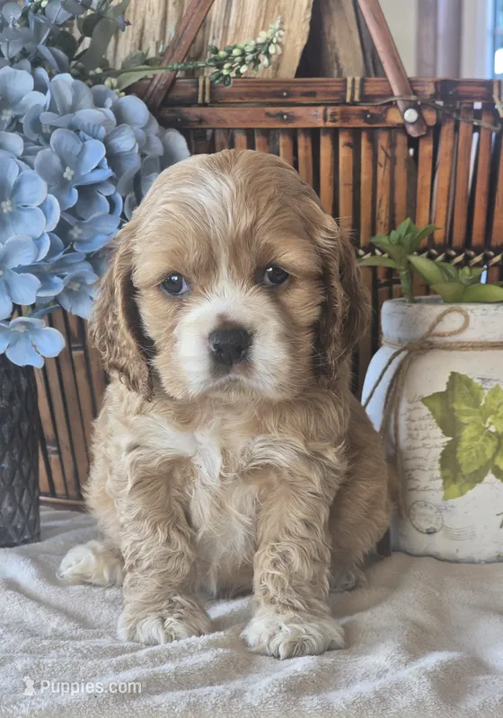 Jett – Cocker Spaniel puppy for sale in Rock Valley, IA