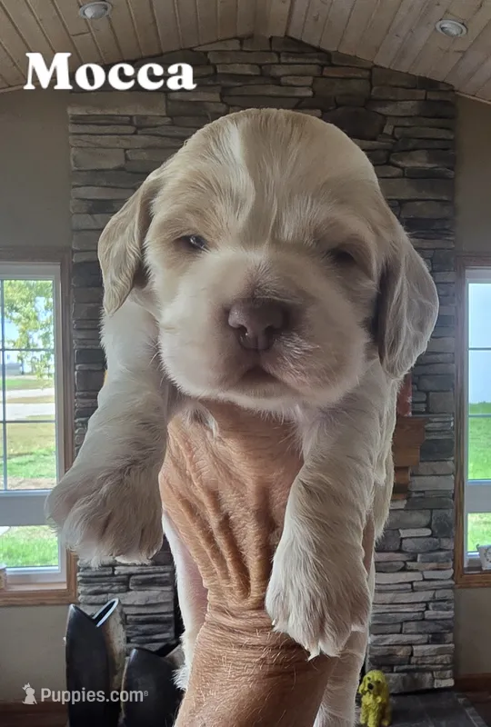 Mocca (Blue eyes) – Cocker Spaniel puppy for sale in Rock Valley, IA