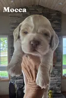 Mocca (Blue eyes), a male Cocker Spaniel for sale in Rock Valley, IA – 1 of 3