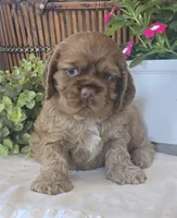 Shea, a female Cocker Spaniel for sale in Rock Valley, IA – 3 of 4