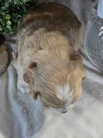 Eva, a female Cocker Spaniel for sale in Rock Valley, IA – 3 of 3
