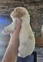 Harmony, a female Cocker Spaniel for sale in Rock Valley, IA – 2 of 2