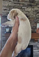 Myles, a male Cocker Spaniel for sale in Rock Valley, IA – 2 of 3