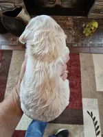 Barristo, a male Cocker Spaniel for sale in Rock Valley, IA – 3 of 3
