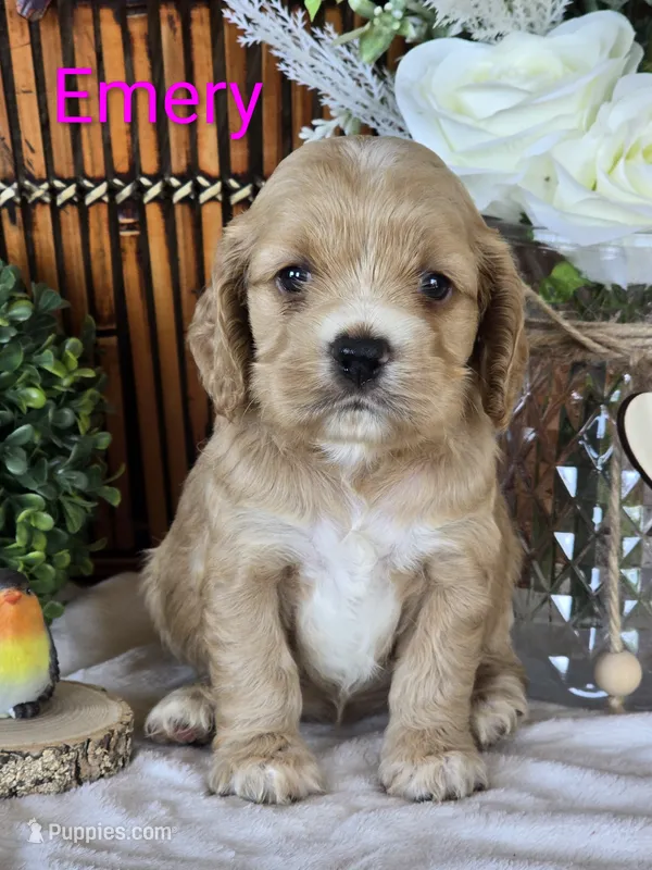 Emery – Cocker Spaniel puppy for sale in Rock Valley, IA