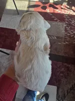 Hero, a male Cocker Spaniel for sale in Rock Valley, IA – Photo 2 of 2