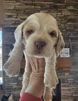 Hero, a male Cocker Spaniel for sale in Rock Valley, IA – Photo 1 of 2