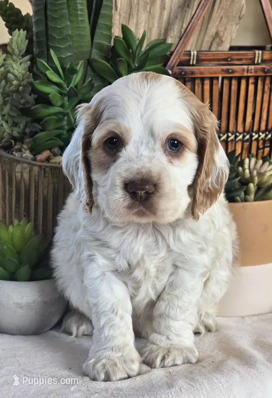 Hero – Cocker Spaniel puppy for sale in Rock Valley, IA