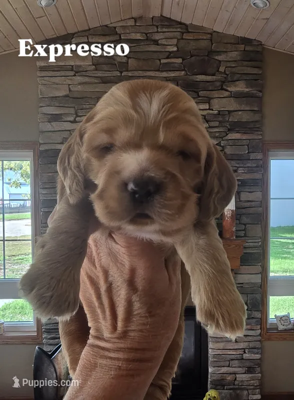 Expresso – Cocker Spaniel puppy for sale in Rock Valley, IA
