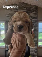 Expresso, a male Cocker Spaniel for sale in Rock Valley, IA – 1 of 3