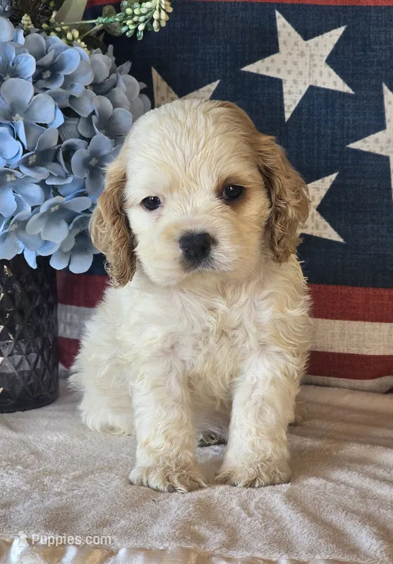 Enzo – Cocker Spaniel puppy for sale in Rock Valley, IA