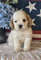 Enzo, a male Cocker Spaniel for sale in Rock Valley, IA – 1 of 2