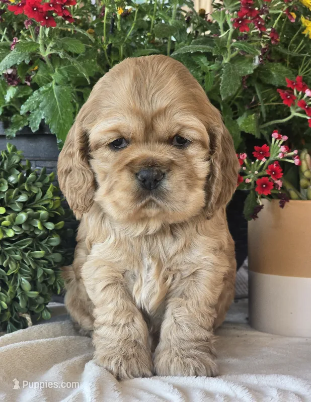 Cami – Cocker Spaniel puppy for sale in Rock Valley, IA