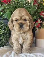 Cami, a female Cocker Spaniel for sale in Rock Valley, IA – 1 of 3