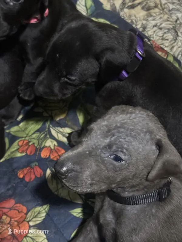Melanistic blue male – Doberman Pinscher puppy for sale in Reedsville, OH