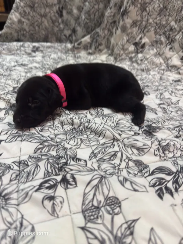 Melanistic black female  – Doberman Pinscher puppy for sale in Reedsville, OH