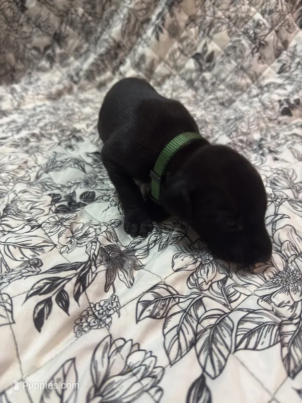 Melanistic black male – Doberman Pinscher puppy for sale in Reedsville, OH