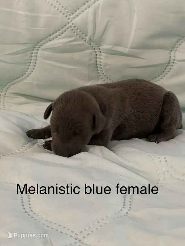 Melanistic blue female  – Doberman Pinscher puppy for sale in Reedsville, OH