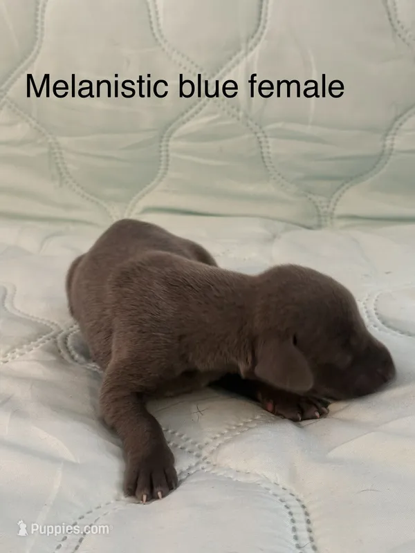 Melanistic blue female  – Doberman Pinscher puppy for sale in Reedsville, OH