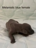 Melanistic blue female , a female Doberman Pinscher for sale in Reedsville, OH – 1 of 3