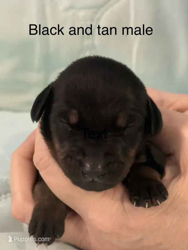 Black tan male – Doberman Pinscher puppy for sale in Reedsville, OH