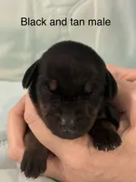 Black tan male, a male Doberman Pinscher for sale in Reedsville, OH – 1 of 3