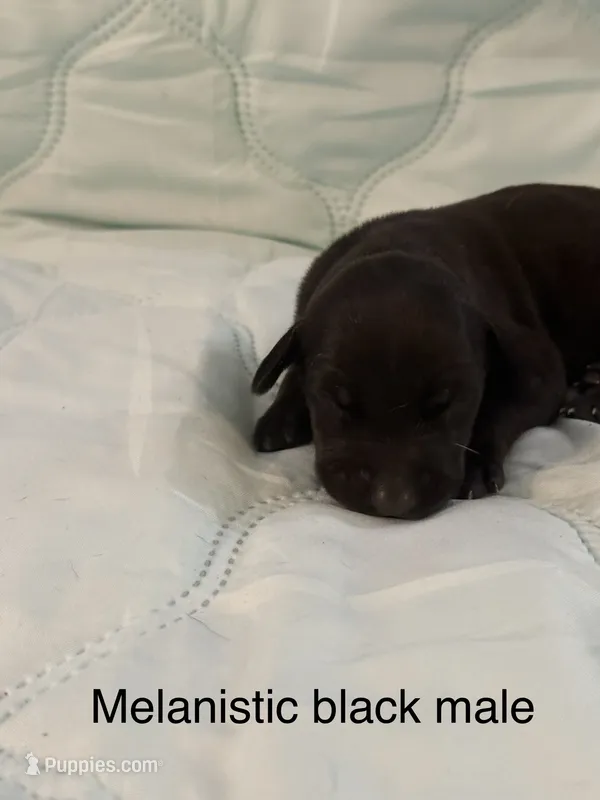 Melanistic black male – Doberman Pinscher puppy for sale in Reedsville, OH
