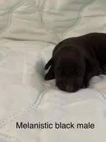 Melanistic black male, a male Doberman Pinscher for sale in Reedsville, OH – 1 of 3