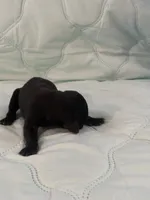 Melanistic black female , a female Doberman Pinscher for sale in Reedsville, OH – 3 of 3