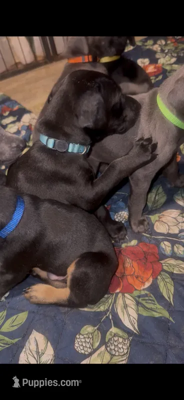 Melanistic black male  – Doberman Pinscher puppy for sale in Reedsville, OH