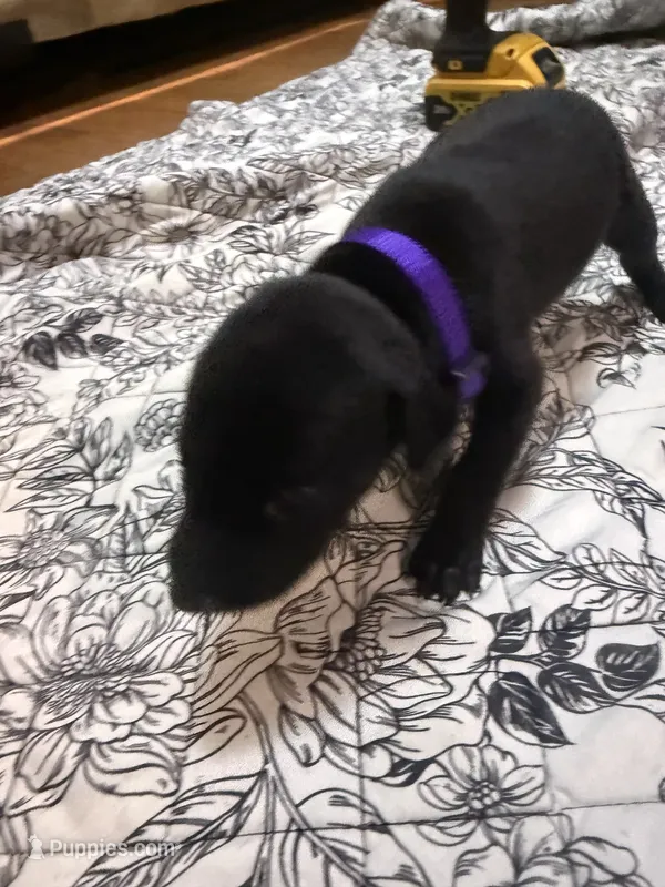 Melanistic black female  – Doberman Pinscher puppy for sale in Reedsville, OH