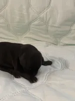 Melanistic black female , a female Doberman Pinscher for sale in Reedsville, OH – 3 of 3