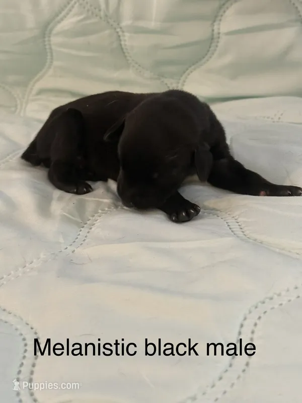 Melanistic black male  – Doberman Pinscher puppy for sale in Reedsville, OH