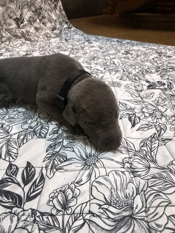 Melanistic blue male – Doberman Pinscher puppy for sale in Reedsville, OH