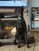 Lacey , a  Doberman Pinscher for sale in Reedsville, OH – 4 of 6