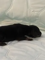 Black tan male, a male Doberman Pinscher for sale in Reedsville, OH – 2 of 3