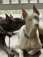 Lacey , a  Doberman Pinscher for sale in Reedsville, OH – 2 of 6