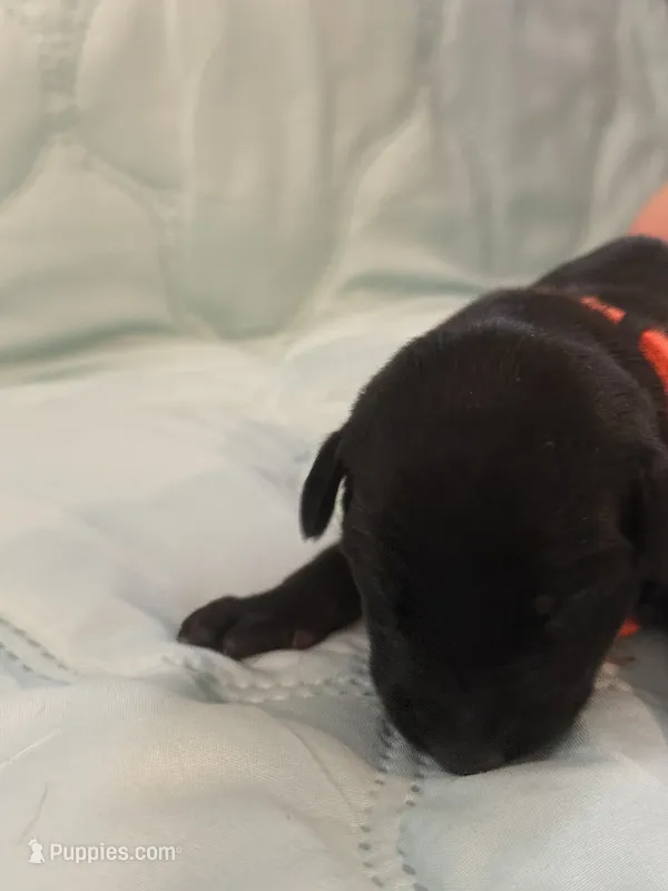 Melanistic black female  – Doberman Pinscher puppy for sale in Reedsville, OH