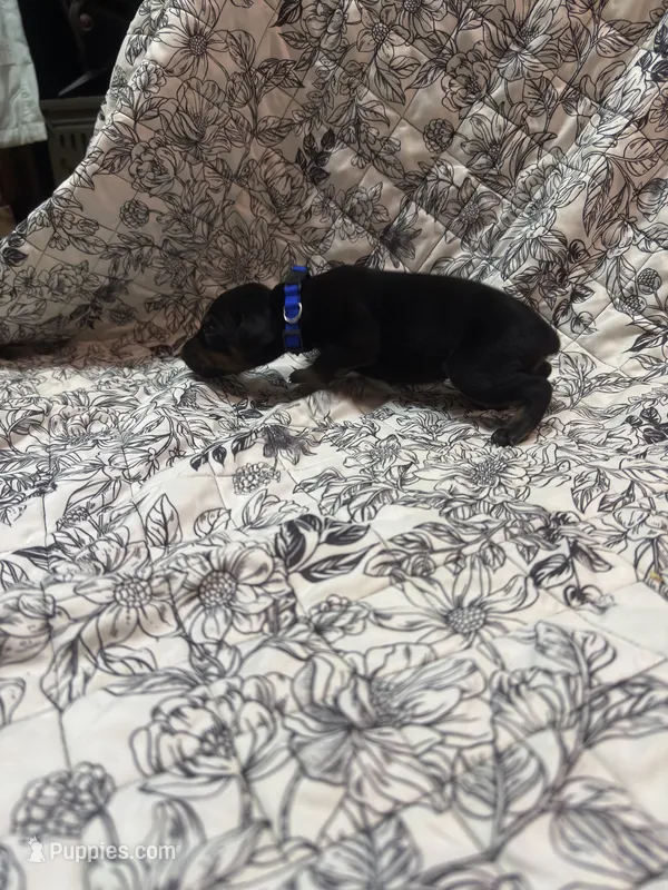 Black tan male – Doberman Pinscher puppy for sale in Reedsville, OH