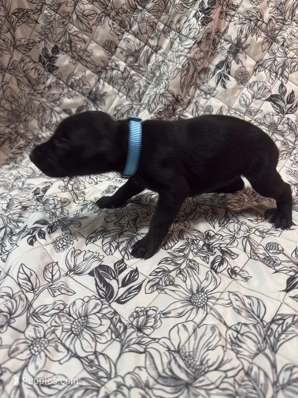 Melanistic black male  – Doberman Pinscher puppy for sale in Reedsville, OH