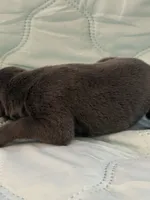 Melanistic blue female , a female Doberman Pinscher for sale in Reedsville, OH – 2 of 3