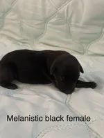 Melanistic black female , a female Doberman Pinscher for sale in Reedsville, OH – 2 of 3