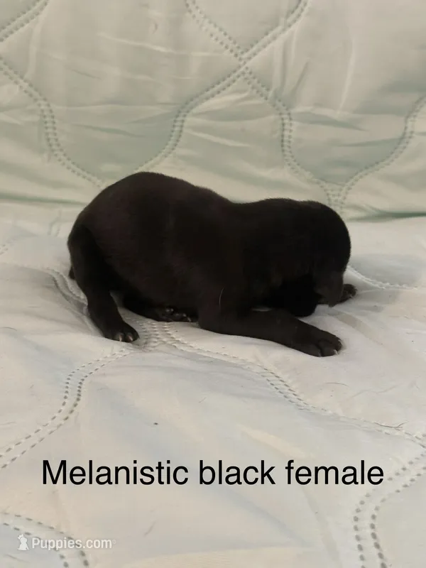 Melanistic black female  – Doberman Pinscher puppy for sale in Reedsville, OH