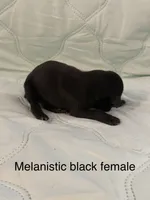 Melanistic black female , a female Doberman Pinscher for sale in Reedsville, OH – 1 of 3