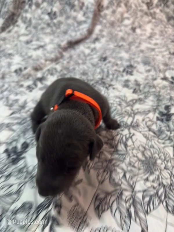 Melanistic blue female  – Doberman Pinscher puppy for sale in Reedsville, OH